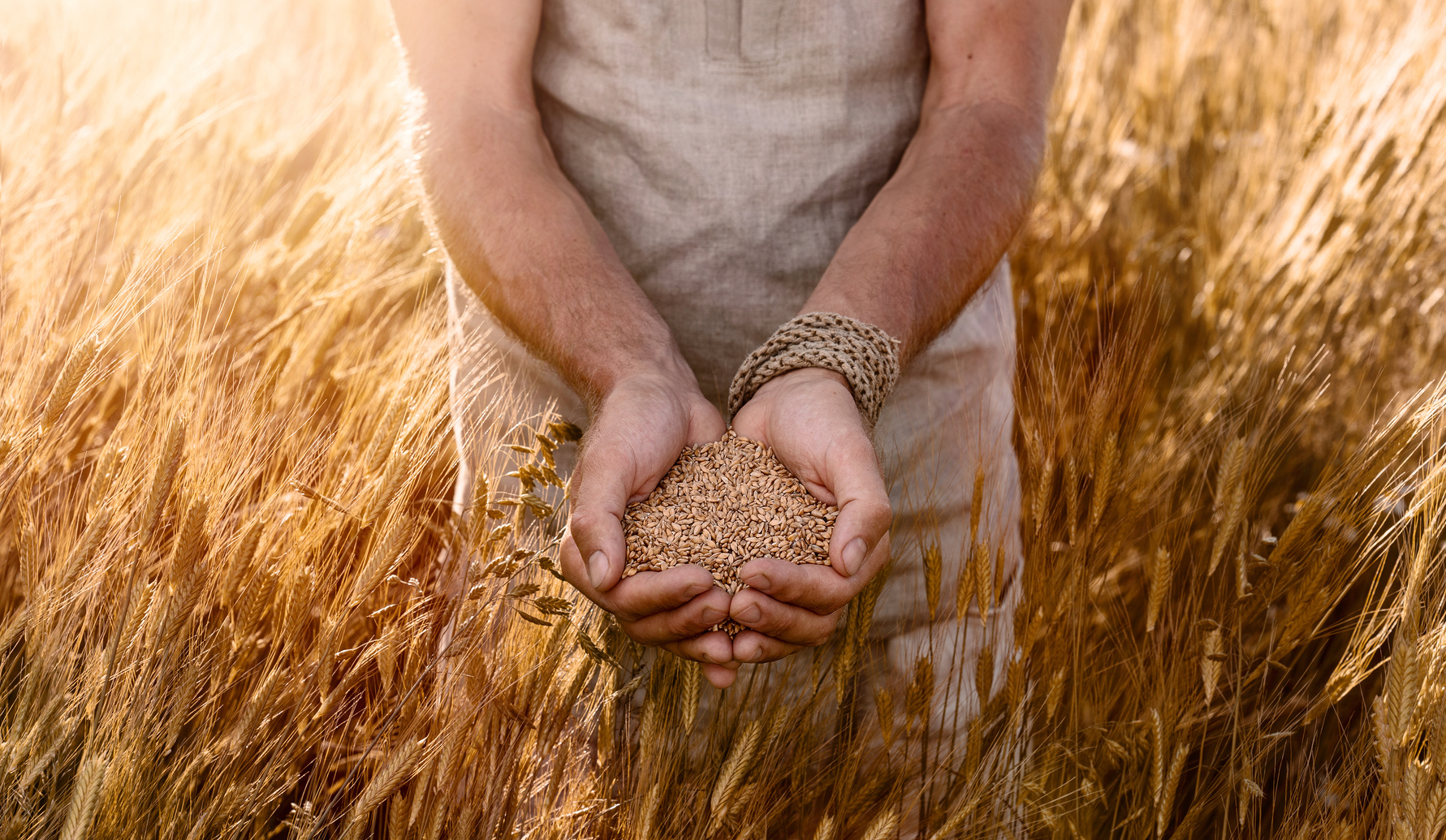 Farmer's hands holding organic einkorn wheat seeds